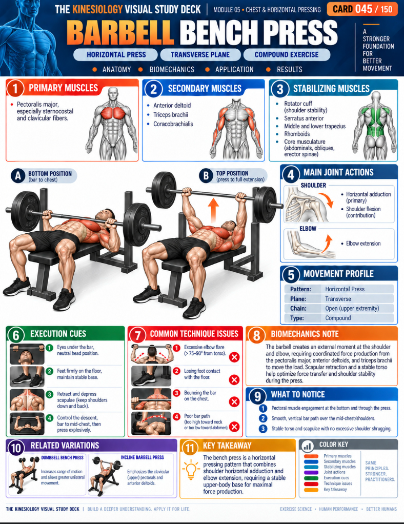 Barbell Bench Press visual study card